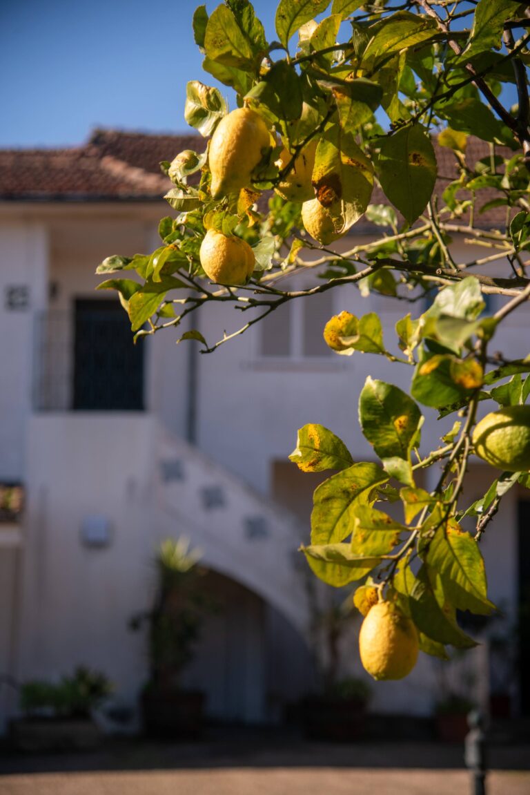 20241223-aColmeiaPortugal-004 (1)